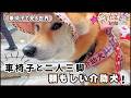 【密着】柴犬介助犬の雄姿。息を合わせて進む車椅子の二人三脚