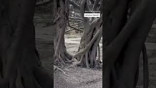 Historic Lahaina banyan tree still standing #lahaina