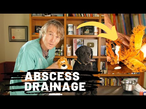 Video: Kaip gydyti šunį