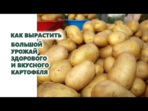 Video: Bulvių Priežiūra Vegetacijos Metu