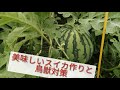 ほっこり爺の農業観察日和　大玉.小玉スイカ