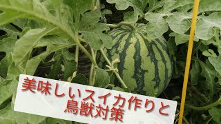 ほっこり爺の農業観察日和　大玉.小玉スイカ