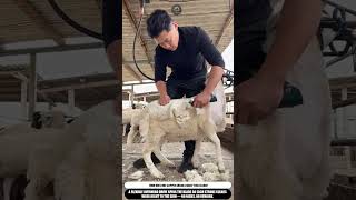The Wool Just Would Not Stop Coming