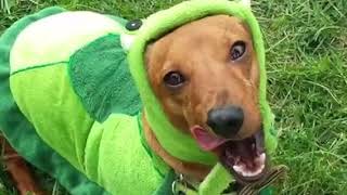 Bark n Brew 2017 Video Recap