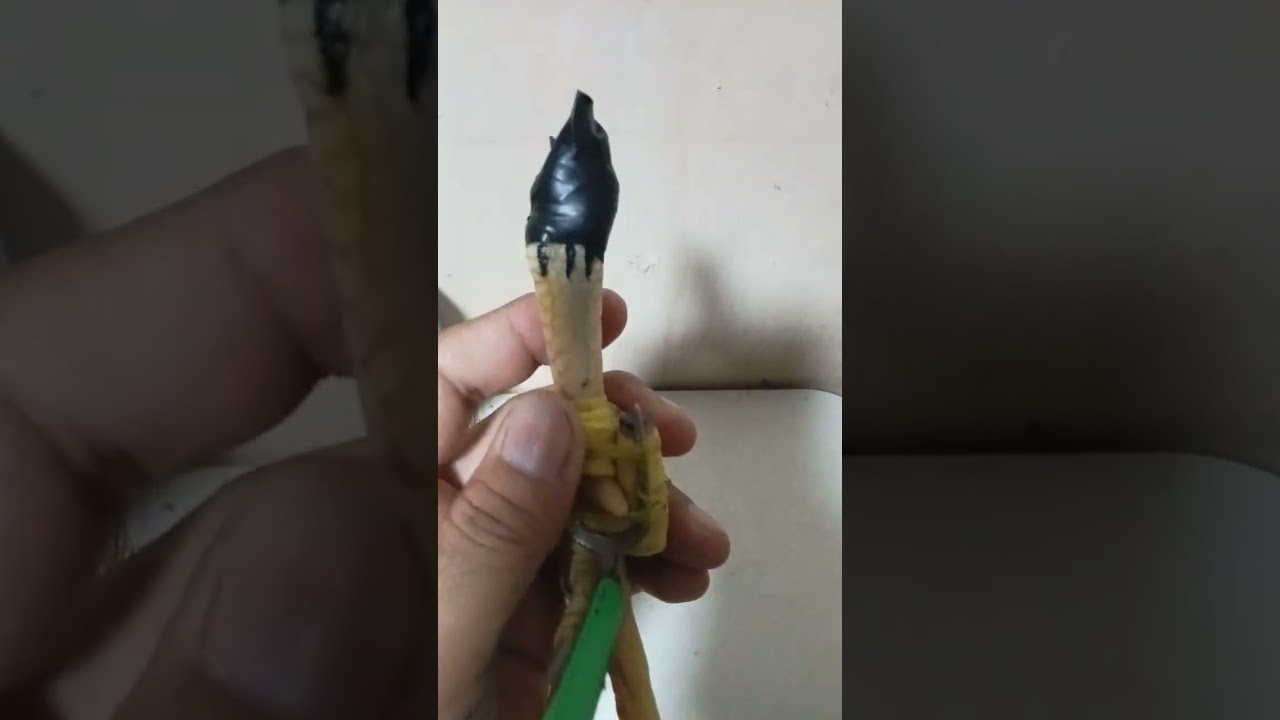 Asintang 12 45 NS Gaffer No animal harm on this video thank you God bless 