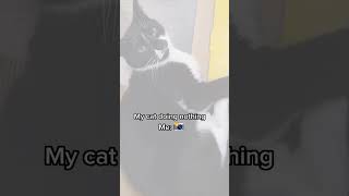 Cat Frajola famous #catlover #catlife #shortscats #viralcat
