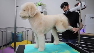 Goldendoodle Full Grooming Routine by Jack Armour 469 views 10 months ago 7 minutes, 57 seconds