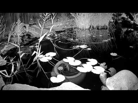 Goldfish Pond & Waterfall Sounds, Backyard Oasis