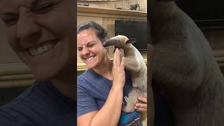 Slurpee The Anteater Is Such A Little Sweetie🥰😁
