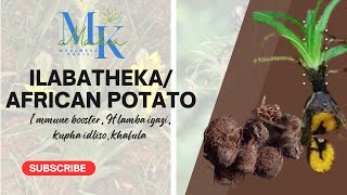 Ilabatheka African Potato | Umthi wokuvuselela amajoni omzimba