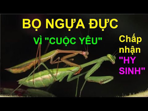 Video: Tại sao bọ ngựa cái lại giết con đực?