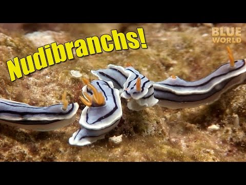 Nudibranchs | JONATHAN BIRD'S BLUE WORLD Extra