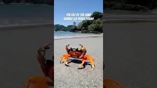 Watch Prodigy Fat Of The Land video