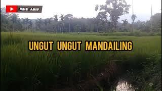 Suling Merdu (Ungut ungut mandailing) #Madina #viral #Suling