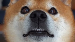 Shiba Inu Hachi gets scared of someone and runs away.