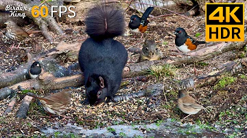 Cat TV for Cats to Watch 😺 Frisky Winter Birds and Squirrels 🐿 8 Hours 4K HDR 60FPS