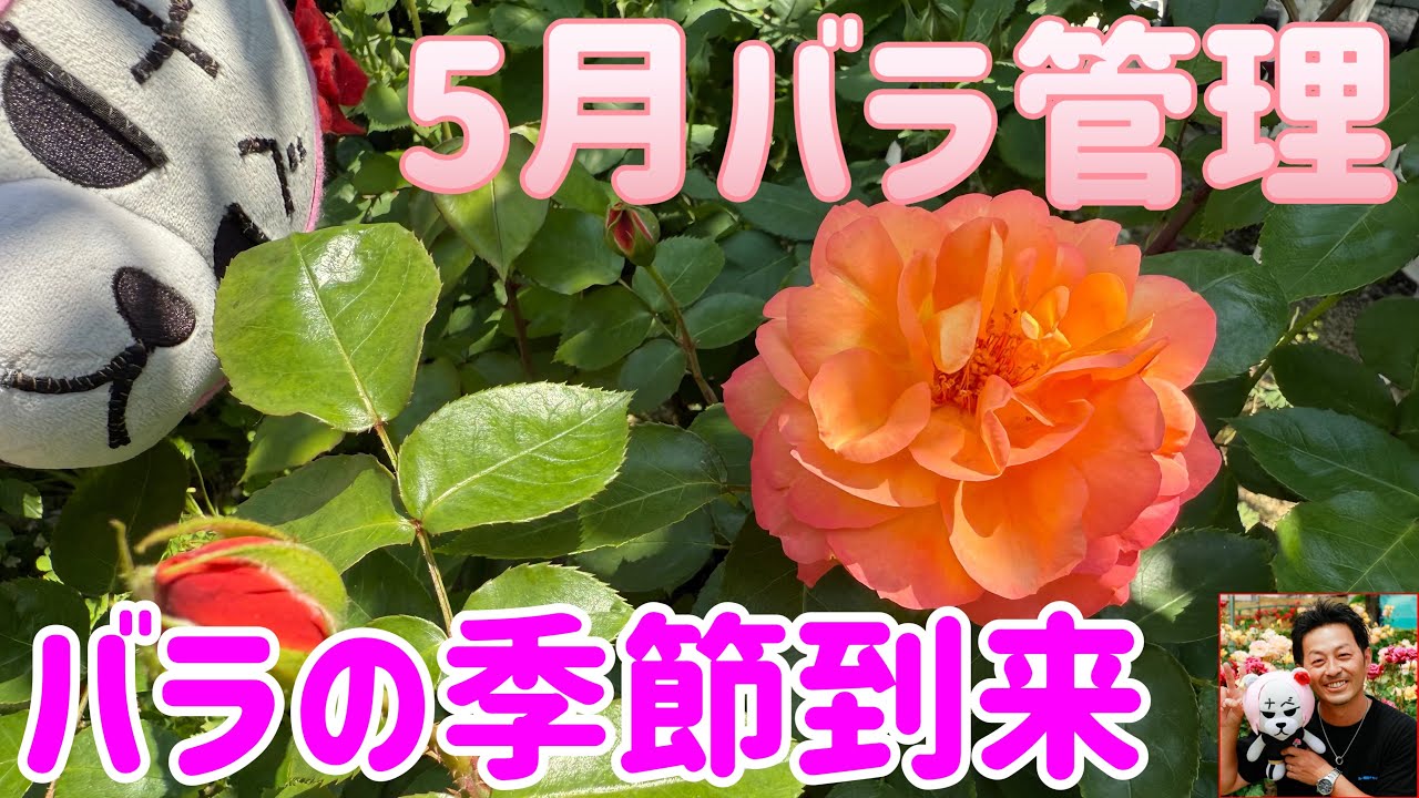ついにバラの季節🌹【5月バラ管理】最後まで楽しみましょう😊🐻