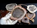 Quick guide to petrified wood. Rare and interesting specimens. Quick guide to petrified wood. Rare and interesting specimens.