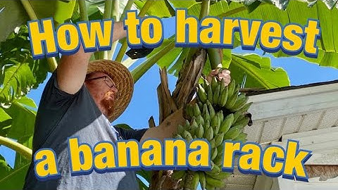 How to Harvest a Banana Rack | Harvesting Bananas | Cutting Down a Banana Rack