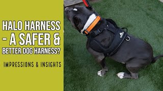 Halo Harness - A Better & Safer To Walk Your Dog? by Experiences With My Dog 4,533 views 4 years ago 6 minutes, 49 seconds