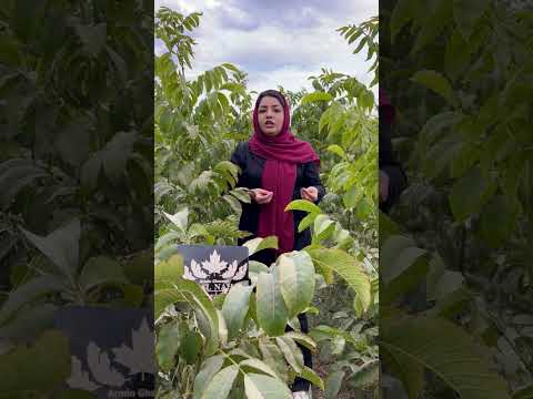 آبیاری درخت گردو ممنوع