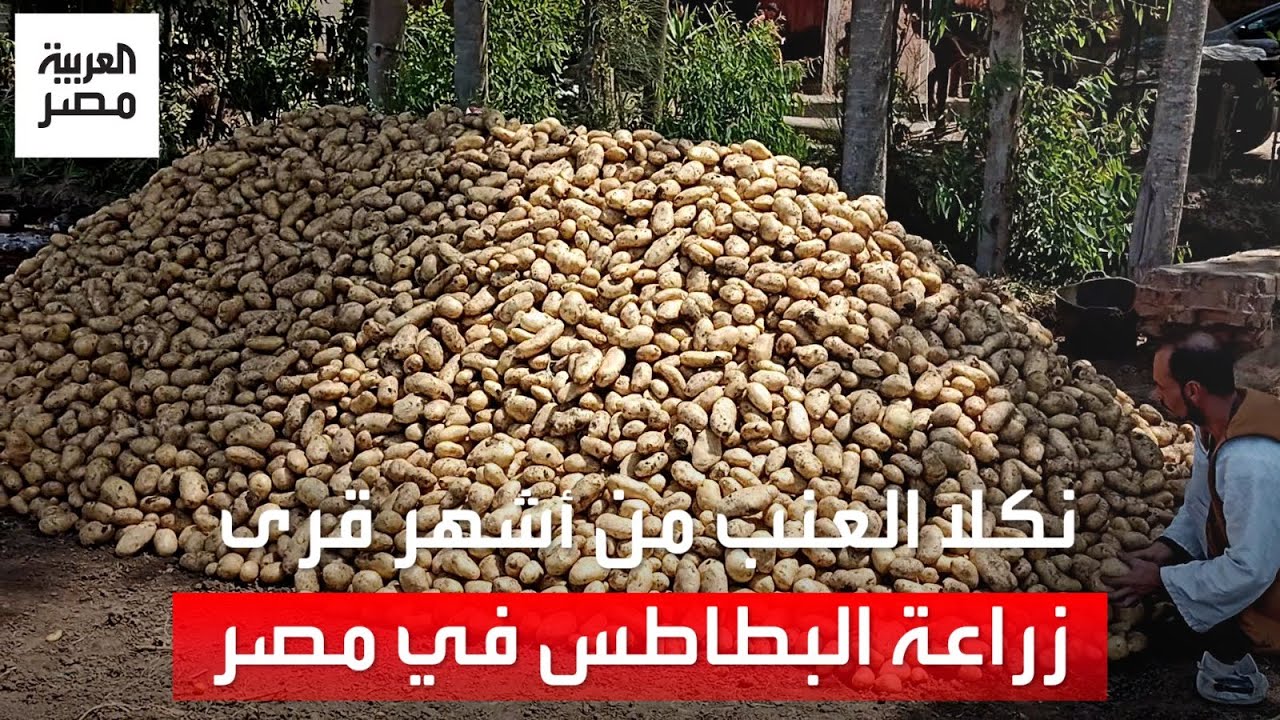 يعرفها الأوروبيون لجودة إنتاجها.. نكلا العنب من أشهر قرى زراعة البطاطس: معظم محصولها يصدر للخارج