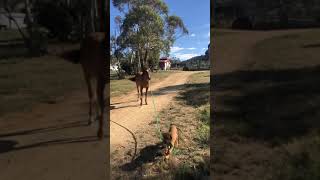 DogueDeBordeaux walking one of our wild Brumby colts