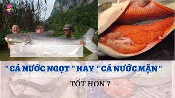 Cá nước mặn và cá nước ngọt, cá nào tốt hơn ?