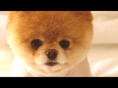 Video: Top 10 Off-The-Wall Dog Grooming Creations