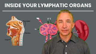 Understanding Lymphatic Organs: Tonsils, Lymph Nodes, and the Spleen