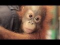 The orangutan project christmas appeal  the orangutan project