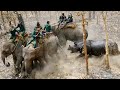 बाल-बाल ही बच गयी वर्ना आज ये लड़की | Dangerous Bull Fighting