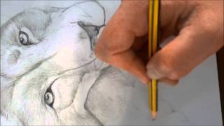 Como Desenhar O Leão Cecil How To Draw A Cecil Lion
