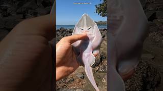 Wow! Watch How I Saved This Cute Fish 😱 #Shorts