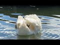 "A cygnet glides and nibbles on the Serpentine with its mum as a grey heron stands nearby 🦢🐣☀️"