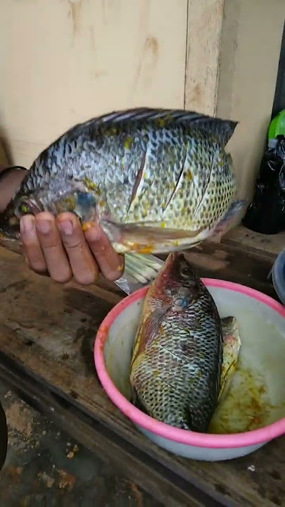 Ikan Mujair bakar jumbo khas papua#masak #mujairnila