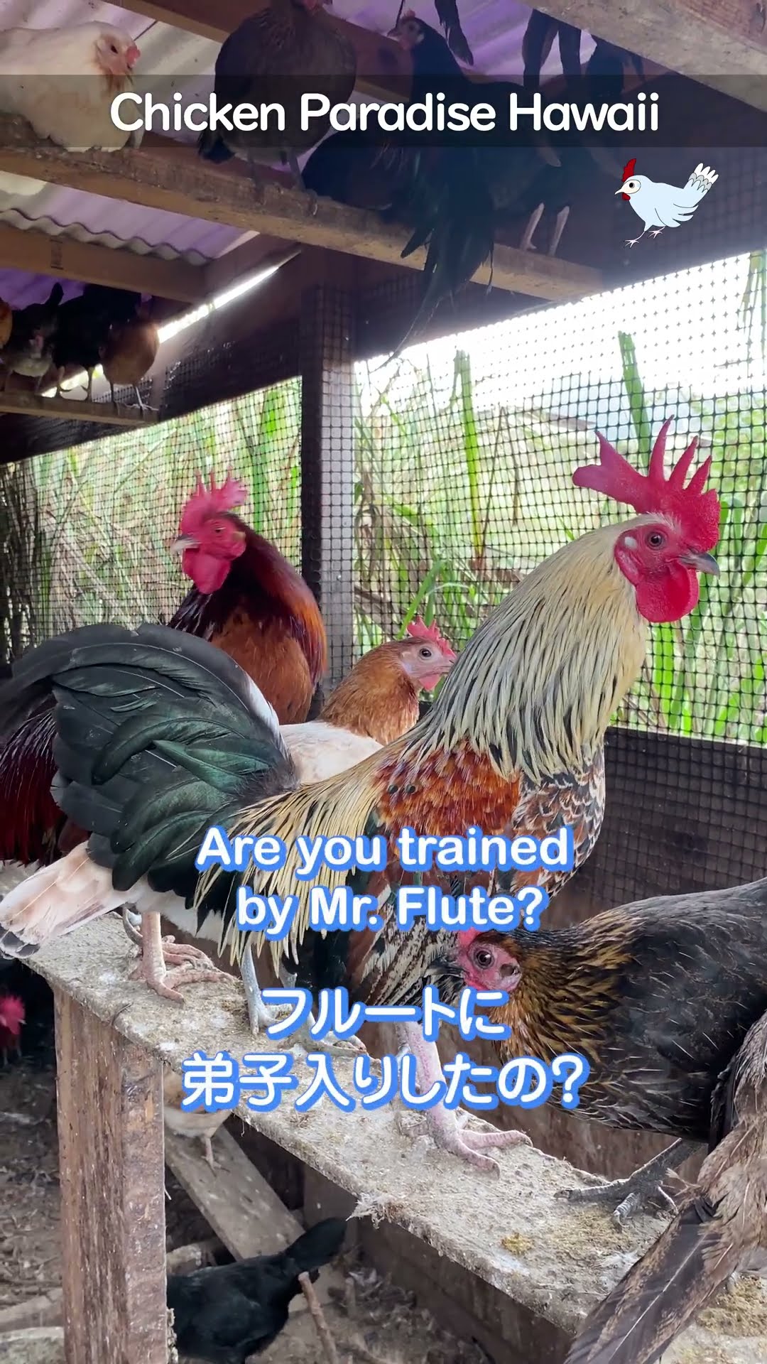 Nishiki, trying his best