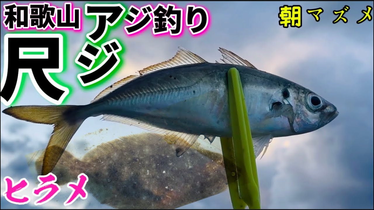 Wakayama Horse Mackerel Fishing] Shimotsu Port 🐟 1-inch Horse