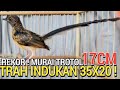 PARAH ! TAK SEMAHAL DULU MURAI BATU GACOR FULL SET 1JT AN BAKAL VIRAL KIOS BAROKAH JAYA