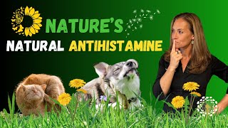 Quercetin for Dogs & Cats - Top Natural Antihistamine for Itchy Skin & Gut Health