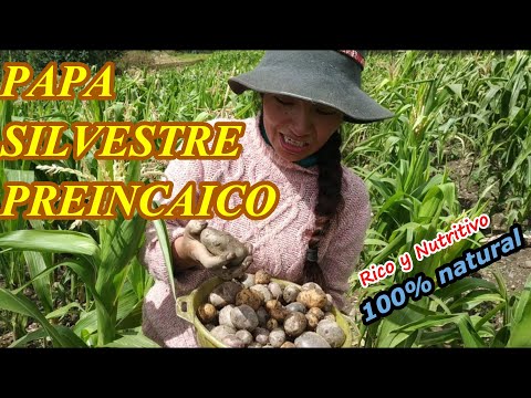 Vídeo: Perfil De Transcriptoma De Respuesta De Resistencia A Meloidogyne Chitwoodi Introgressed De Especies Silvestres Solanum Bulbocastanum En Papa Cultivada