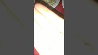 Çekirdek Nasıl Yenir Resimi