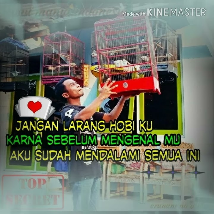 Stori wa anak kicau mania