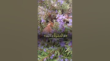 #القران #quran #اكسبلور #لايك #تلاوة_خاشعة