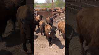 WORKING WITH BUFFALO