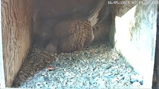 Birdcam.it - Live Kestrel Nest Cam Luna & Orione 16.05.2024 07:12