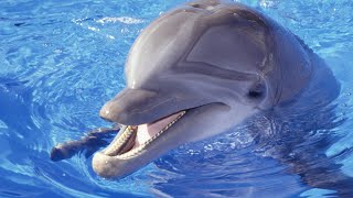 Cute and Funny Moments with 🥰 Dolphin Compilation : 10 Interesting Facts about Dolphin