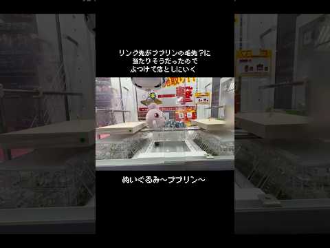 【ダイレクトアタック】ププリンをフック設定でチャレンジしたら〇〇〇が取れた！？　#ポケットモンスター #ポケモン #pokemon #ぬいぐるみ #クレーンゲーム