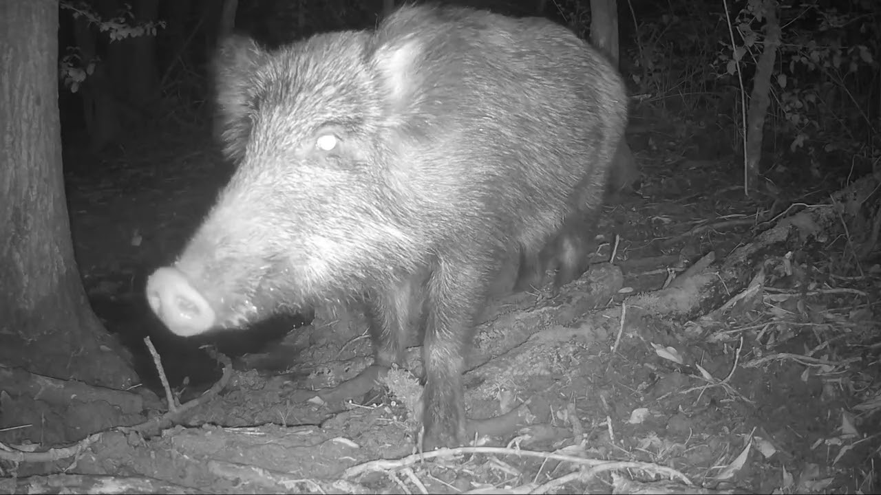 La baña (primera vez que grabo esta especie)