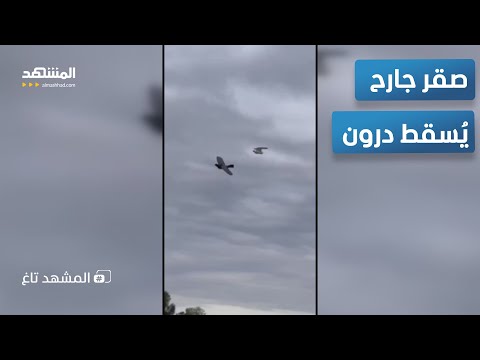 ظنها فريسة صقر يهاجم طائرة بدون طيار في مشهد نادر المشهد تاغ